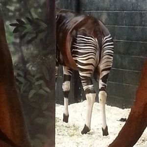 Meet your Posher, Joria